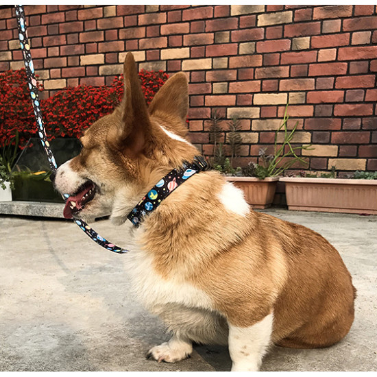 QQPETS Printing Trendy Adjustable Dog Collar