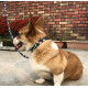 QQPETS Printing Trendy Adjustable Dog Collar