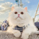 CAT Leashes & Collars Cat Jk Skirt Traction Rope Cat Go Out Vest Traction Rope Walking Cat Rope