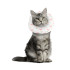 Cat Recovery Collar for After Surgery