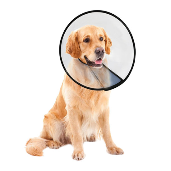 Cat Dog Cones Translucent Collars