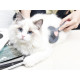 Cat Dog Hair Removal Beauty Massage Brush